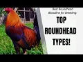 Most Well-known Types of ROUNDHEAD Rooster Bloodline