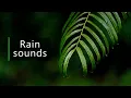 10 hours of rain in the rainforest - no loop