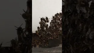 إسمع صوت النحل وهو يبرد الخلية ليلا عظمة الخالق Shorts 