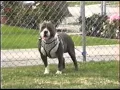 THE BULLY KENNEL CLUB of Los Angeles Calif