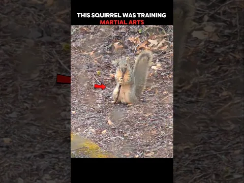 This Squirrel’s Martial Arts Training Actually Paid Off! 😱 #trending #animals #wildlife #shortvideo