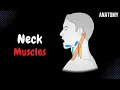 Download Lagu Muscles of the Neck (Groups, Origin, Insertion, Function)