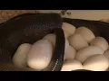 Pulling Australian Python Eggs - CrittaCam