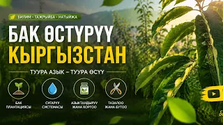 Гилас өспөй токтоп калса...