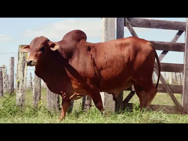 Touro Sindi RAJA - 1059