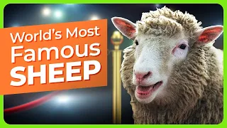 30 Years Since the Cloning of Dolly the Sheep