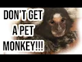 9 Reasons why Monkey s are AWFUL PETS - My Experience