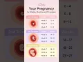 Your Pregnancy By Weeks Months and Trimester