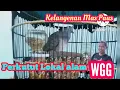 Download Lagu PERKUTUT WGG SANGAT LANGKA DAN DI BURU BANYAK KOLEKTOR@#maspauschanelkututlokal
