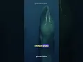 Sleeping Sperm Whales - How Sperm Whales Sleep