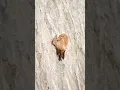 Download Lagu How Goats Can Climb Mountains 🐐