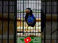 Download Lagu AUTO KONCER INCARAN JURI TEMBAKAN MEWAH CUCAK IJO \u0026 TENGKEK UDANG