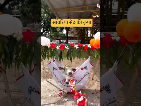 सांवरिया सेठ 🤑😍#shorts #shortvideo #youtubeshorts #trending #viral #ytshorts #krishna