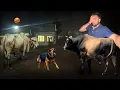 Lagu Jersey Bull Ka Hamla🐂🤬Dog Attack Chaiye🦮Arjun Bull Nikalne Ki Koshish Me😳