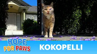 Kokopelli injured her eye and needs YOUR help! ❤️‍🩹