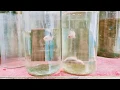 Test breed of my betta koi male and cellophane female