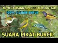 Download Lagu Suara pikat burcil ribut mp3 dijamin ampuh#pikatburung (pemanggil burcil)