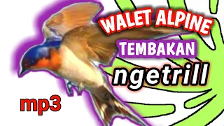 Download SUARA MASTERAN BURUNG | SUARA TEMBAKAN NGEROL PANJANG BURUNG WALET ALPINE MP3