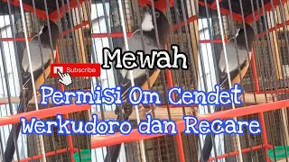 ancaman cendet werkudoro dan recare tengkek butonya ngeri