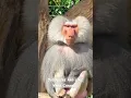 Download Lagu Suara hewan burung unta babon rusa besar #shorts #youtubeshorts #animals