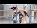 Pet Overpopulation DiTusa-Spay Baton Rouge