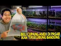 Download Lagu BELI IKAN CUPANG ANEH YANG CANTIK BANGET DI PASAR IKAN TERSELUBUNG BANDUNG! PARADISE DI CIMAHI!