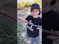 Tips to grow your own Sugarcane