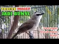 Lagu TRUCUK GACOR PAGI HARI... suara cok cok ngalas ropel PANCINGAN burung trucukan agar cepat bunyi