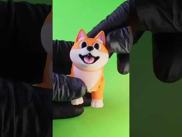 Shibby - Felxi Shiba Inu with accessories video thumbnail