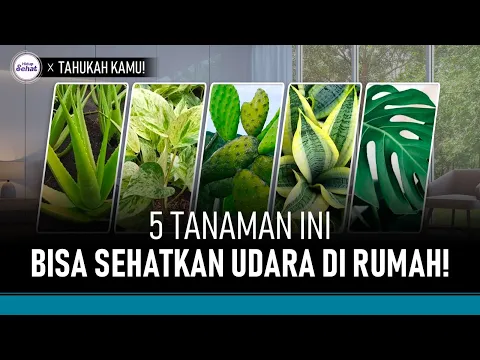 5 Tanaman Rumah Penghasil Oksigen Terbaik, Bikin Udara Lebih Segar dan Sehat