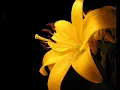 Didier Barbelivien- A toutes les filles