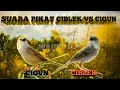 Lagu 🔴SUARA PIKAT CIGUN VS CIBLEK AMPUH BANGET