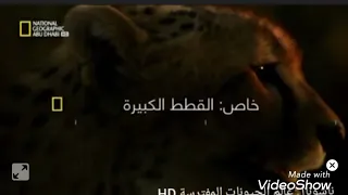 ناشونال عالم الحيونات المفترسة HD القطط الكبيرة مالك الغابة 