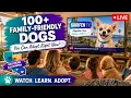 100 Family-Friendly Dogs You Can Adopt Right Now in Southern California