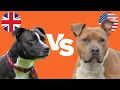 Staffy Bull Terrier vs Amstaff 6 KEY DIFFERENCES
