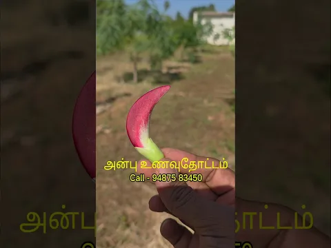 அகத்தி பூ? யாரெல்லாம் சாப்பிட்டிருக்கிங்க? #அகத்தி #goodfood
