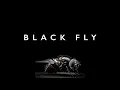 Download Lagu Steven Faber Trio - Black Fly