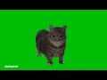 spinning cat (lyrics)