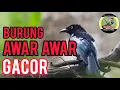 Download Lagu awar awar gacor | suara pancingan PALING AMPUH