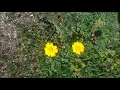 Yaylanın çimenine - Salih YILMAZ