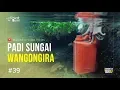 Download Lagu PADI SUNGAI WANGONGIRA - Ekspedisi Indonesia Biru #39