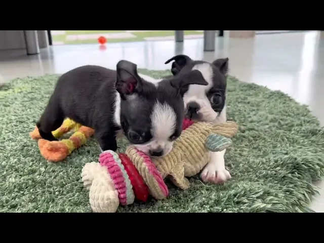 動画