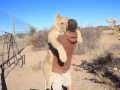 Download Lagu A Lion sees his friend after a long time, ran and hug him