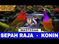 Download Lagu MASTERAN KONIN GACOR FULL ISIAN VS SEPAH RAJA - MASTERAN KOMBINASI KONIN \u0026 SEPAH RAJA SUARA JERNIH