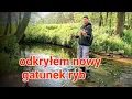 Download Lagu Pojechałem na ryby odkryłem nowy gatunek ryb z tajemniczej rzeki #fishing