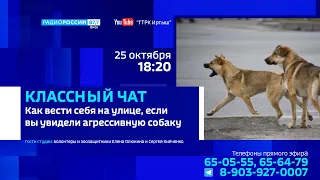 «Классный чат» — «Как вести себя на улице, если вы увидели агрессивную собаку»