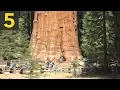 Download Lagu Top 5 BIGGEST Trees on Earth