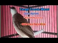 Download Lagu perangsang Trucuk males Bunyi /Terapi trucuk dengan suara Nggriwik Ngeplong Emosi