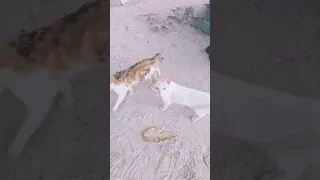 When Their View Is Better Yours Cat Adoptstrays Catbeach 