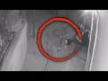 House Cat Stands Up to Pack of Coyotes Ready to Pounce